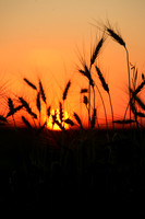 God Made A Farmer